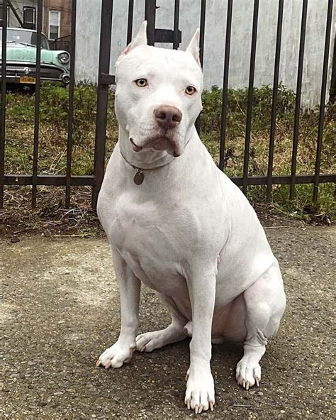 This powerful and intelligent dog is brave, devoted, tenacious, and loyal. . Dogo argentino pitbull mix